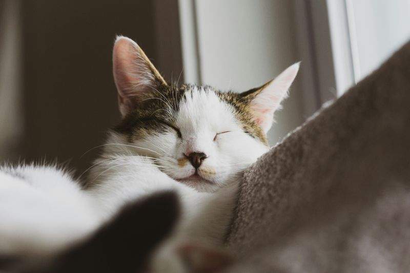 Sogni Sereni S.r.l. - Image 15