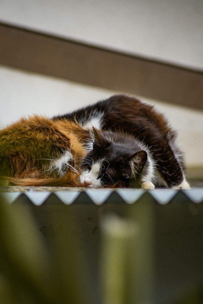 Sogni Sereni S.r.l. - Image 9